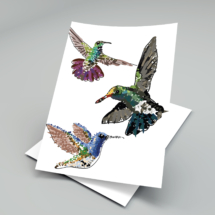 Ilustrace kolibříků